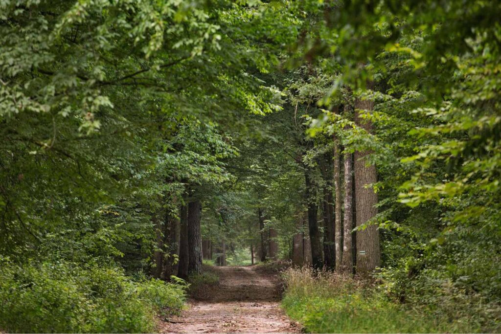 Connect-with-Nature-at-Bialowieza-National-Park